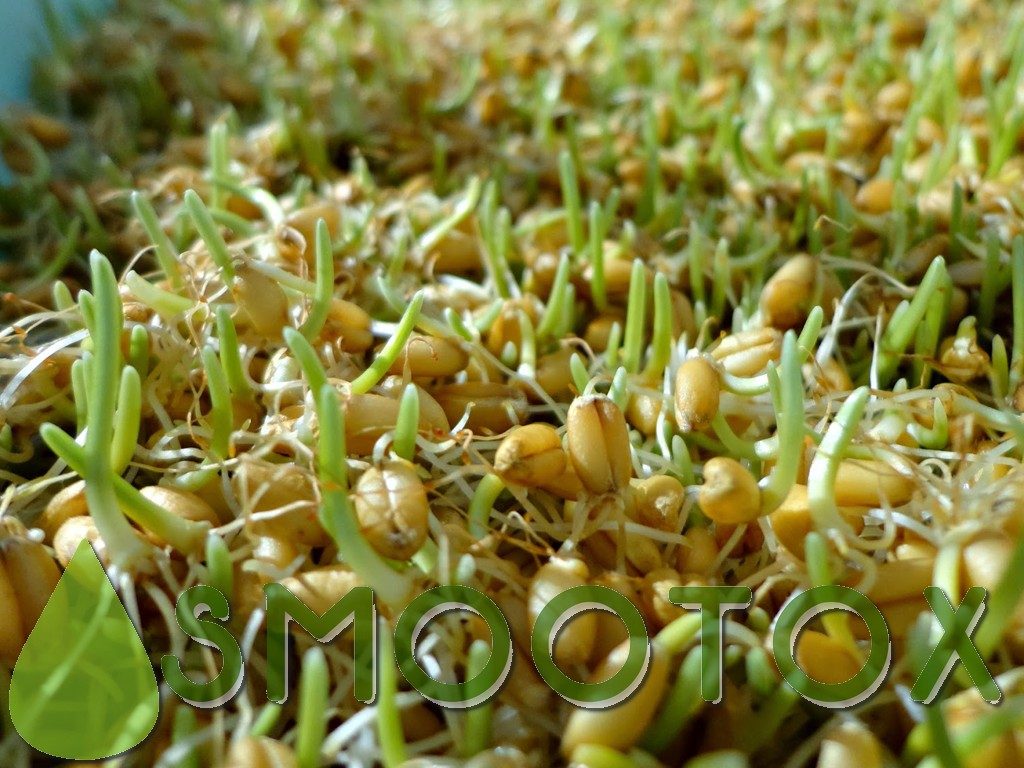 как определить проростки пшеницы. алтайвитамины пророщенная пшеница. как определить проростки пшеницы. чем полезна проросшая пшеница. ростки пшеницы.